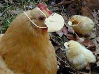 its a good time to go veggie
