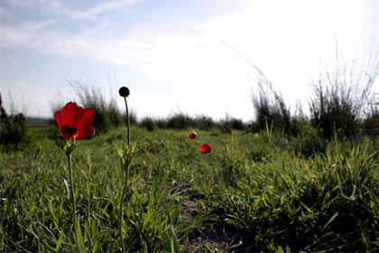 Israel Flower
