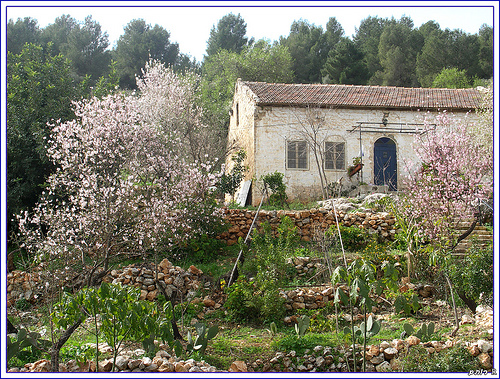 Rosh Pina Almond Blossoms