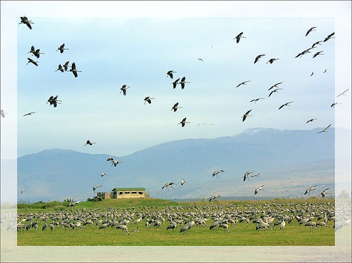 Hula_Valley.jpg Hula_Valley.jpg