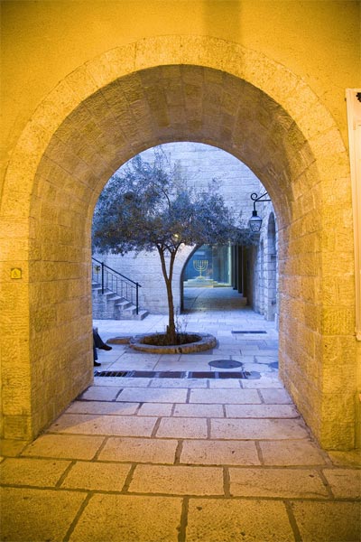 Olive Tree