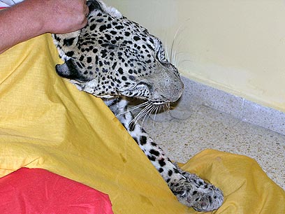 leopard.jpg leopard.jpg