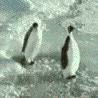 penguin2.gif penguin2.gif