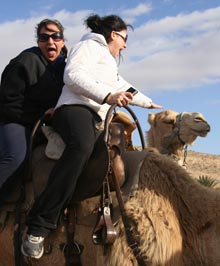 camelicious camelicious