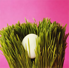 incubation